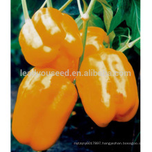 SP05 Chengxing no.2 orange hybrid bell pepper seeds, sweet pepper seeds for planting